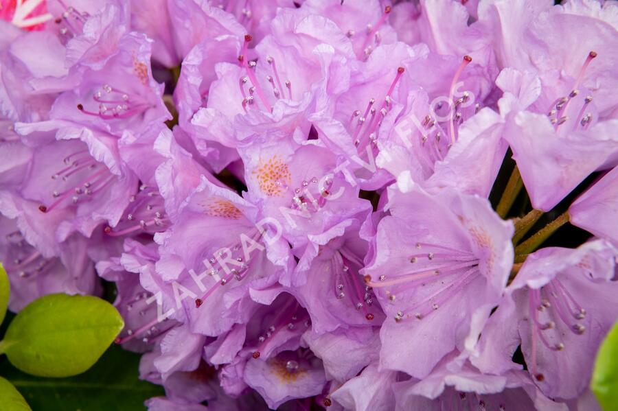 Pěnišník 'Three Sisters' - Rhododendron 'Three Sisters'