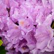 Pěnišník 'Three Sisters' - Rhododendron 'Three Sisters'