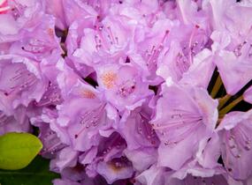 Pěnišník 'Three Sisters' - Rhododendron 'Three Sisters'
