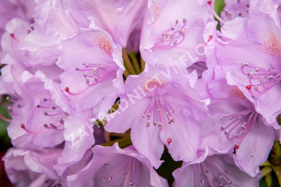 Pěnišník 'Three Sisters' - Rhododendron 'Three Sisters'
