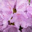 Pěnišník 'Three Sisters' - Rhododendron 'Three Sisters'