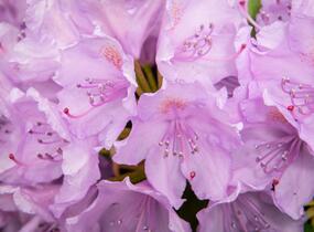 Pěnišník 'Three Sisters' - Rhododendron 'Three Sisters'