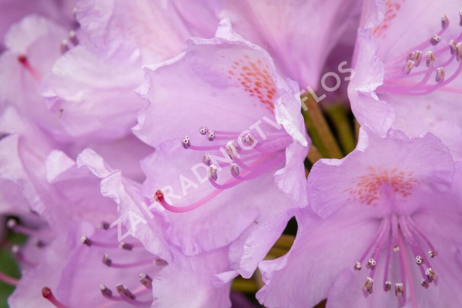 Pěnišník 'Three Sisters' - Rhododendron 'Three Sisters'