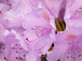 Pěnišník 'Three Sisters' - Rhododendron 'Three Sisters'