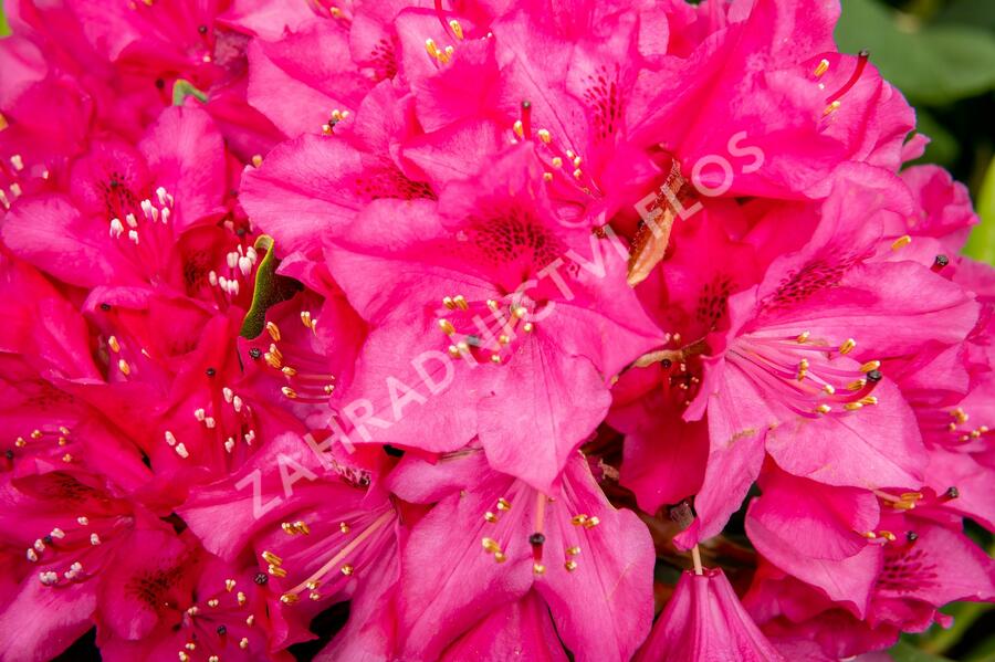 Pěnišník 'Three Sisters' - Rhododendron 'Three Sisters'