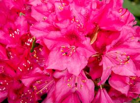 Pěnišník 'Three Sisters' - Rhododendron 'Three Sisters'