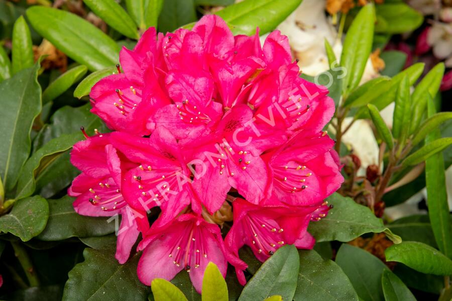 Pěnišník 'Three Sisters' - Rhododendron 'Three Sisters'