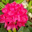 Pěnišník 'Three Sisters' - Rhododendron 'Three Sisters'