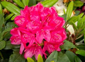Pěnišník 'Three Sisters' - Rhododendron 'Three Sisters'