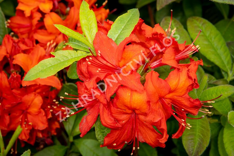 Azalka 'Nabucco' - Azalea (KH) 'Nabucco'