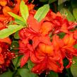 Azalka 'Nabucco' - Azalea (KH) 'Nabucco'