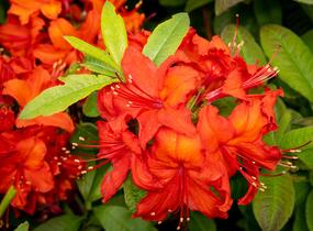 Azalka 'Nabucco' - Azalea (KH) 'Nabucco'