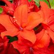 Azalka 'Nabucco' - Azalea (KH) 'Nabucco'