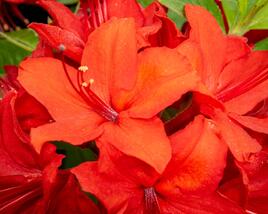 Azalka 'Nabucco'
