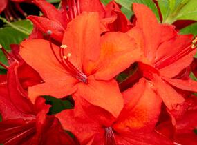 Azalka 'Nabucco' - Azalea (KH) 'Nabucco'