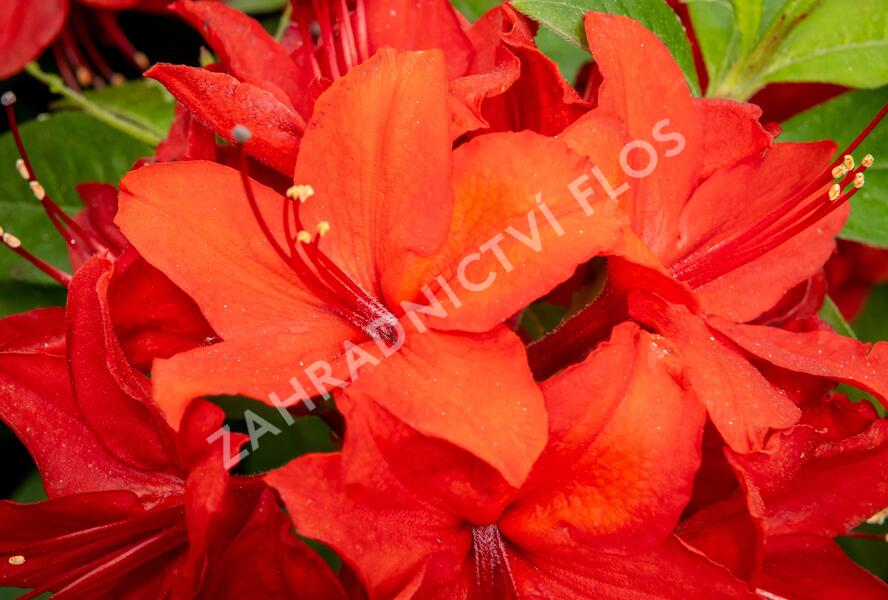 Azalka 'Nabucco' - Azalea (KH) 'Nabucco'