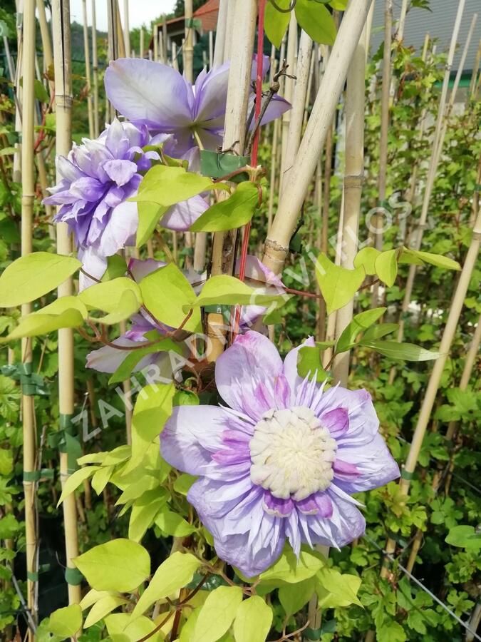 Plamének 'Blue Light' - Clematis 'Blue Light'