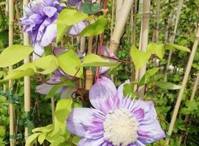 Plamének 'Blue Light' - Clematis 'Blue Light'