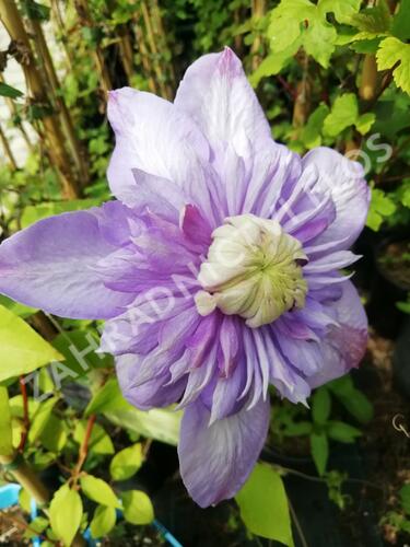 Plamének 'Blue Light' - Clematis 'Blue Light'