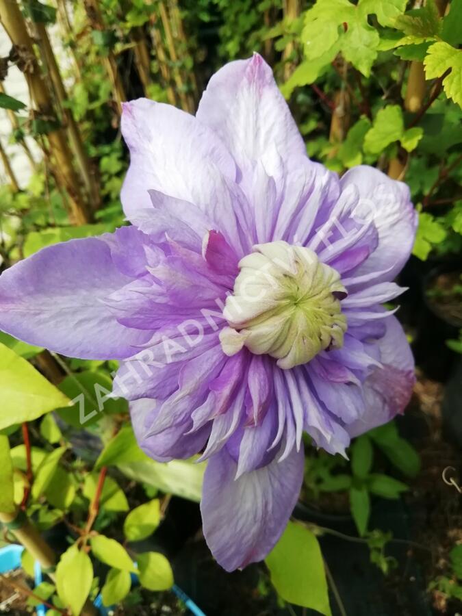 Plamének 'Blue Light' - Clematis 'Blue Light'