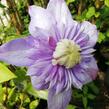 Plamének 'Blue Light' - Clematis 'Blue Light'