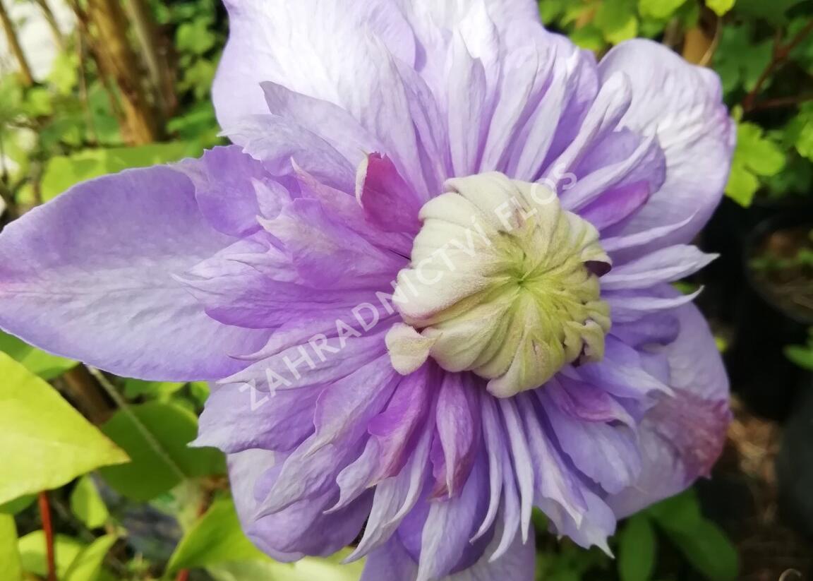 Plamének 'Blue Light' - Clematis 'Blue Light'