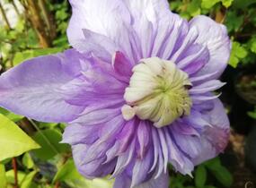 Plamének 'Blue Light' - Clematis 'Blue Light'