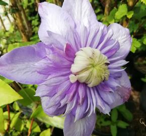 Plamének 'Blue Light' - Clematis 'Blue Light'