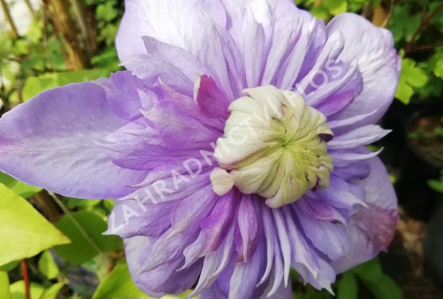 Plamének 'Blue Light' - Clematis 'Blue Light'