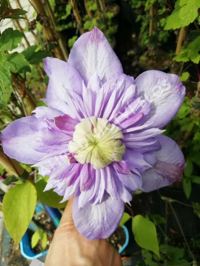 Plamének 'Blue Light' - Clematis 'Blue Light'