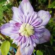 Plamének 'Blue Light' - Clematis 'Blue Light'