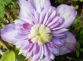 Plamének 'Blue Light' - Clematis 'Blue Light'