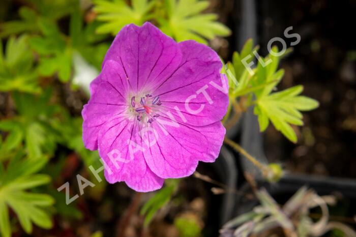 Kakost krvavý 'Aviemore' - Geranium sanguineum 'Aviemore'