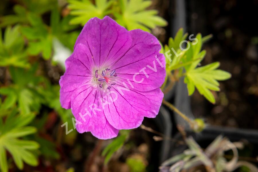 Kakost krvavý 'Aviemore' - Geranium sanguineum 'Aviemore'