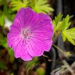 Kakost krvavý 'Aviemore' - Geranium sanguineum 'Aviemore'