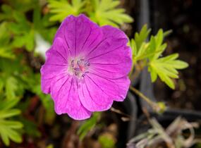 Kakost krvavý 'Aviemore' - Geranium sanguineum 'Aviemore'