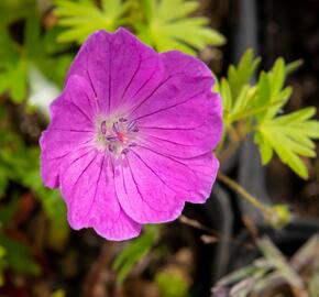 Kakost krvavý 'Aviemore' - Geranium sanguineum 'Aviemore'