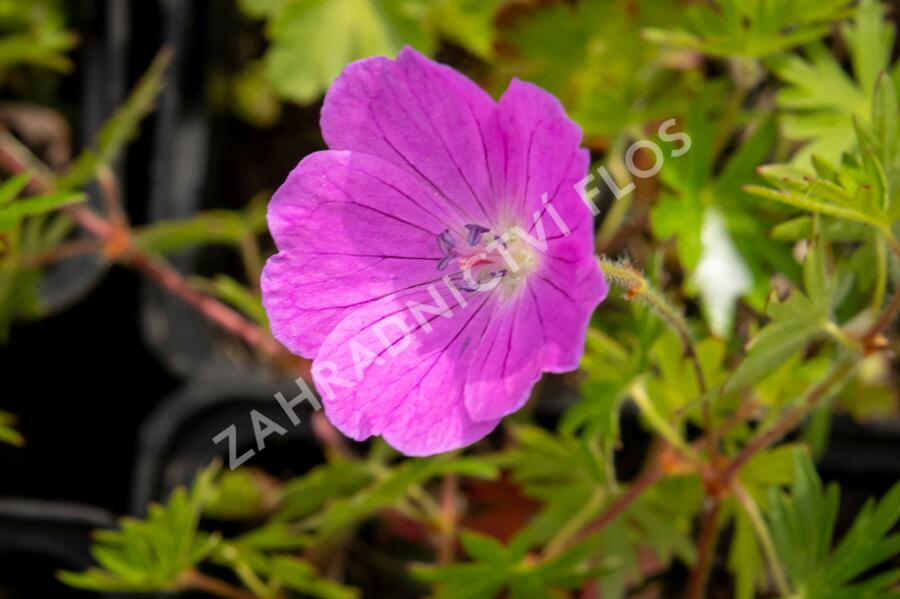 Kakost krvavý 'Aviemore' - Geranium sanguineum 'Aviemore'