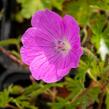 Kakost krvavý 'Aviemore' - Geranium sanguineum 'Aviemore'