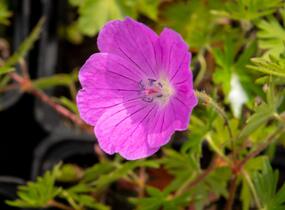Kakost krvavý 'Aviemore' - Geranium sanguineum 'Aviemore'