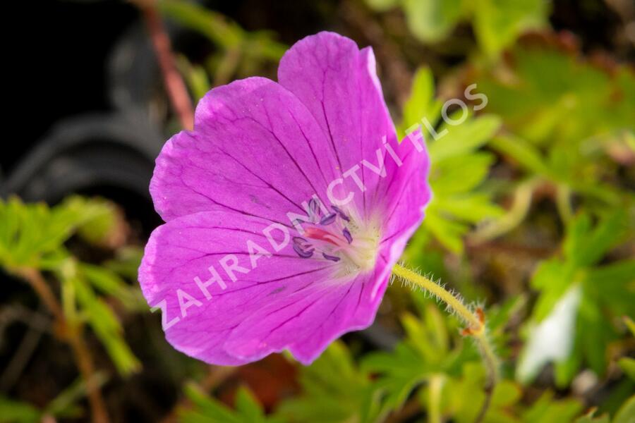 Kakost krvavý 'Aviemore' - Geranium sanguineum 'Aviemore'