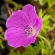 Kakost krvavý 'Aviemore' - Geranium sanguineum 'Aviemore'