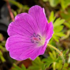 Kakost krvavý 'Aviemore' - Geranium sanguineum 'Aviemore'