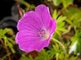 Kakost krvavý 'Aviemore' - Geranium sanguineum 'Aviemore'