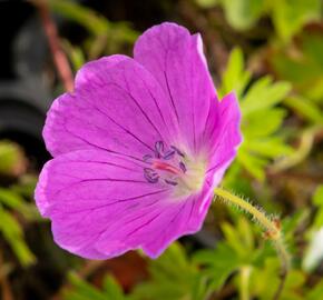 Kakost krvavý 'Aviemore' - Geranium sanguineum 'Aviemore'