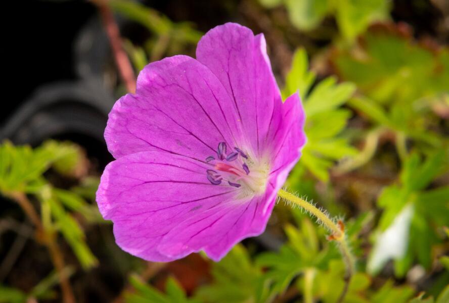Kakost krvavý 'Aviemore' - Geranium sanguineum 'Aviemore'