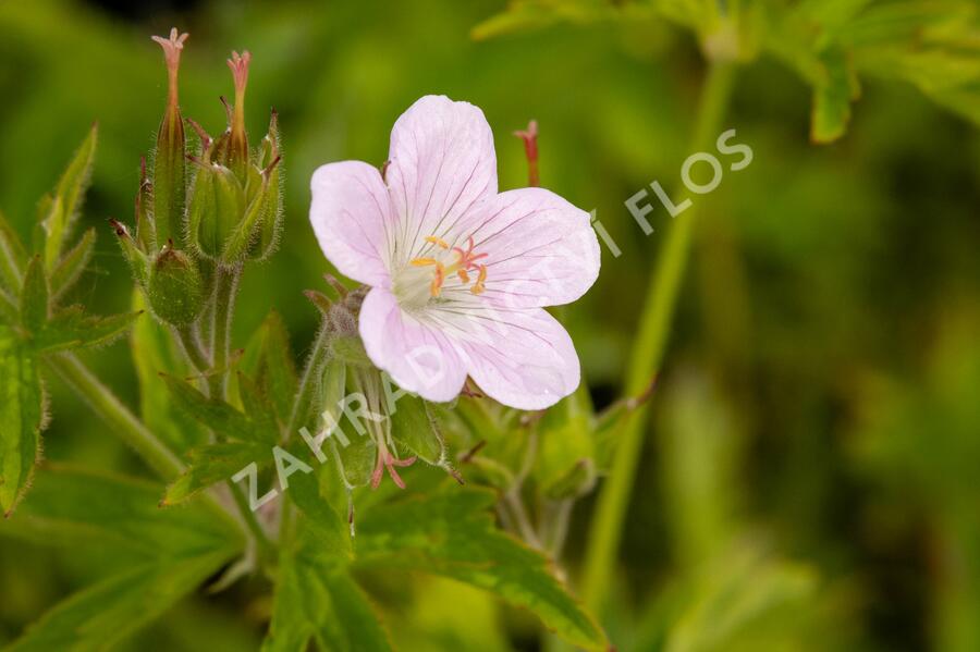 Kakost lesní 'Roseum' - Geranium sylvaticum 'Roseum'
