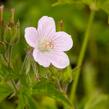 Kakost lesní 'Roseum' - Geranium sylvaticum 'Roseum'