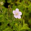 Kakost lesní 'Roseum' - Geranium sylvaticum 'Roseum'