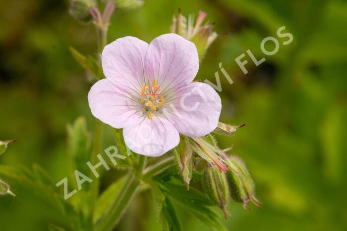 Kakost lesní 'Roseum' - Geranium sylvaticum 'Roseum'